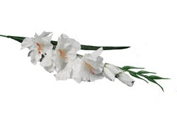 Rociador Gladiola de 32" (12)