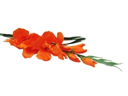 32" Gladiola Spray (12 Pcs)