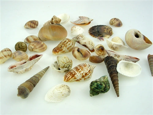 Natural Sea Shells (1 Bag)