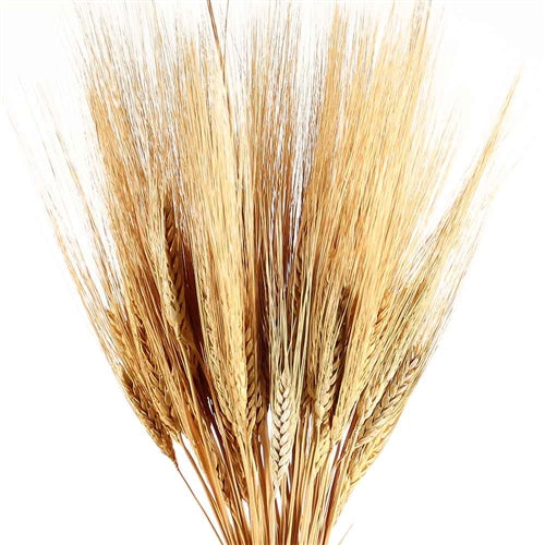 Dried Wheat Bunch (1 Pc)