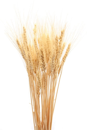 Dried Wheat Bunch (1 Pc)