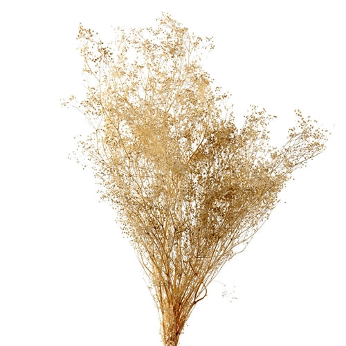 Dried Baby's Breath (1 Pc)