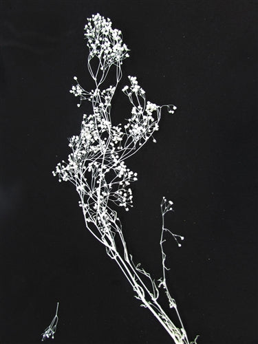 Load image into Gallery viewer, Dried Baby&#39;s Breath (1 Pc)
